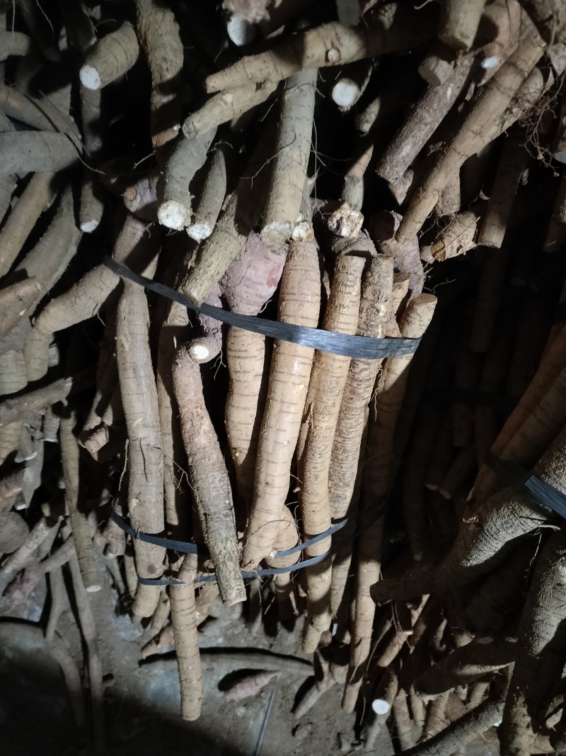 牛大力一百亩产地开挖黄皮小叶牛大统，次牛已挑出，规格靓。