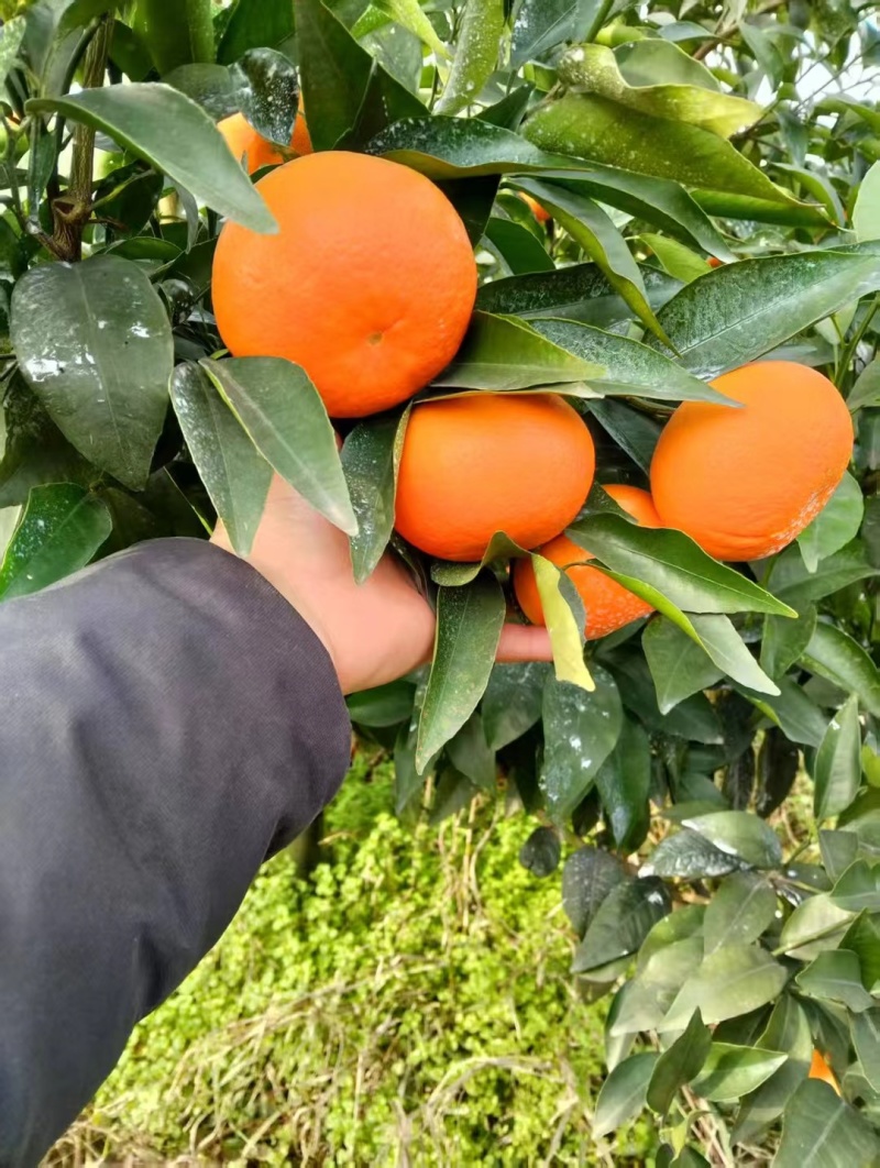 泸州沃柑基地。有需要的老板联系。一次合作终身朋友