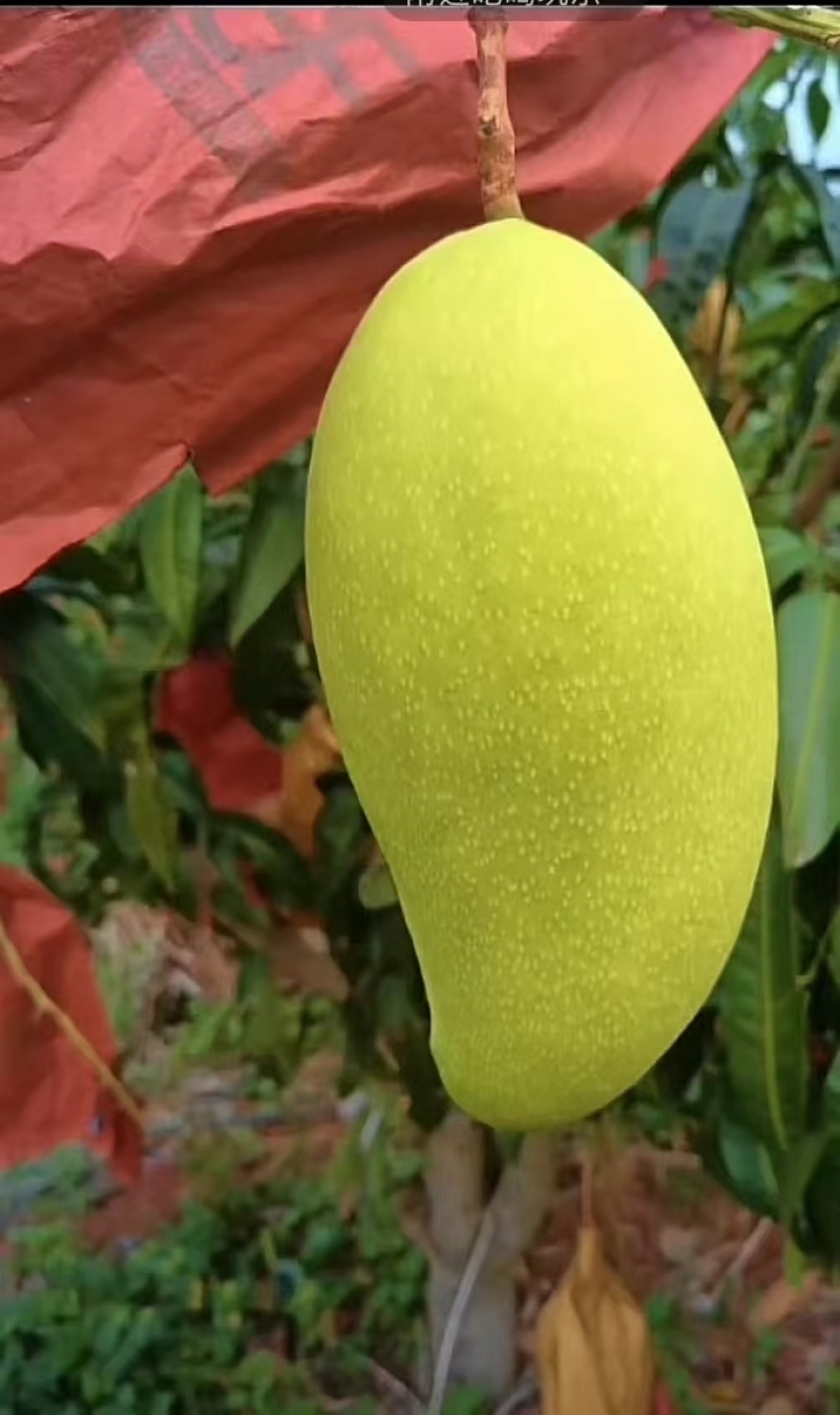 云南芒果大青芒大量供应，产地直发，新鲜采摘，量大