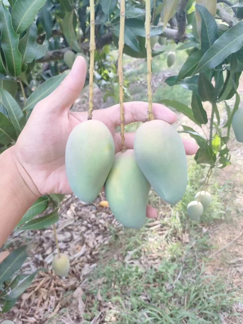 云南芒果大青芒大量供应，产地直发，新鲜采摘，量大