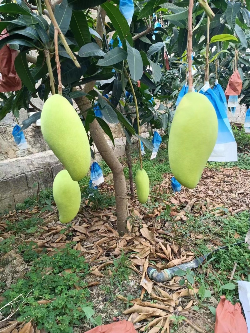 云南芒果大青芒大量供应，产地直发，新鲜采摘，量大
