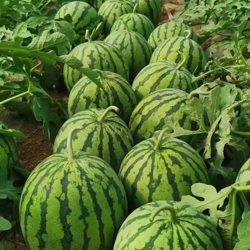 昌祥9号无籽西瓜种子中熟三倍体杂交种大田种花皮果肉红色