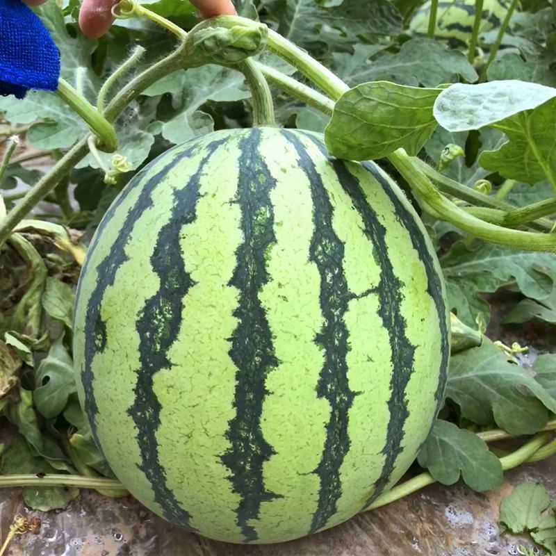 昌祥9号无籽西瓜种子中熟三倍体杂交种大田种花皮果肉红色