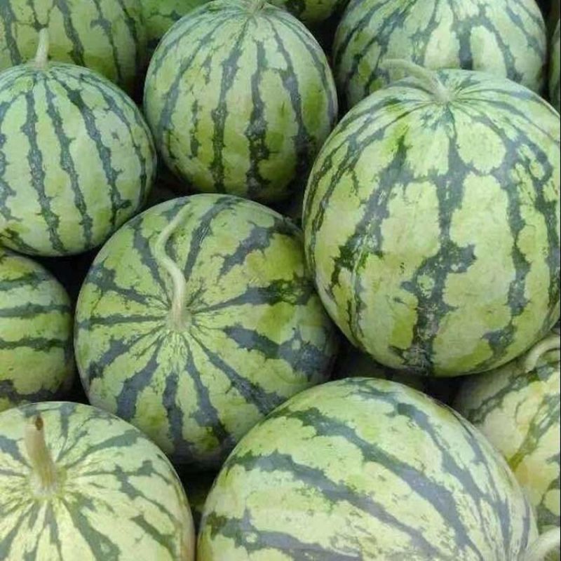 汇蔬果优F1西瓜种子口感好薄皮大果早熟高产商品性佳