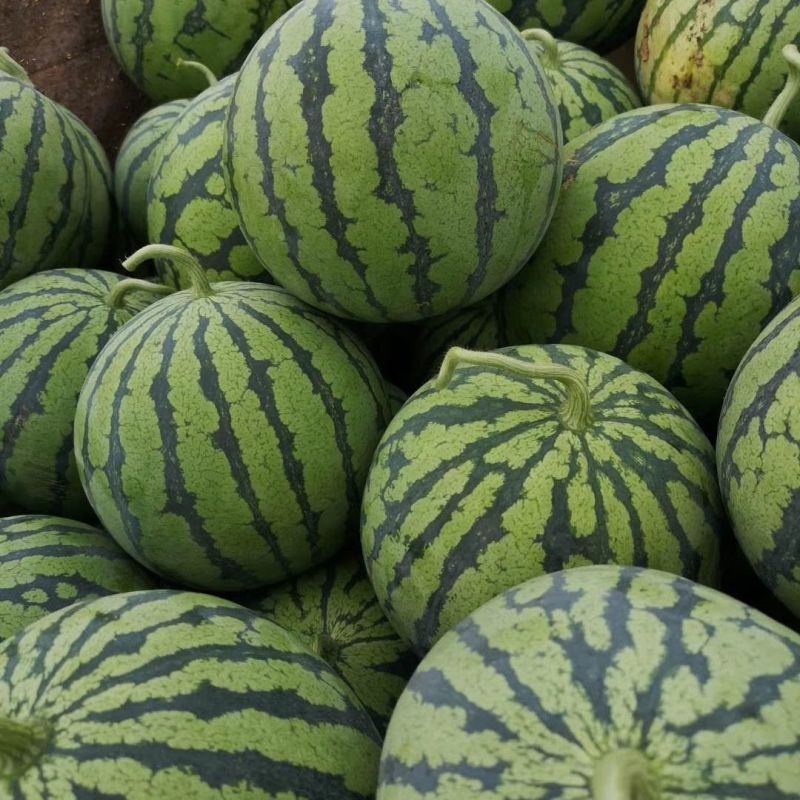 汇蔬果优F1西瓜种子口感好薄皮大果早熟高产商品性佳