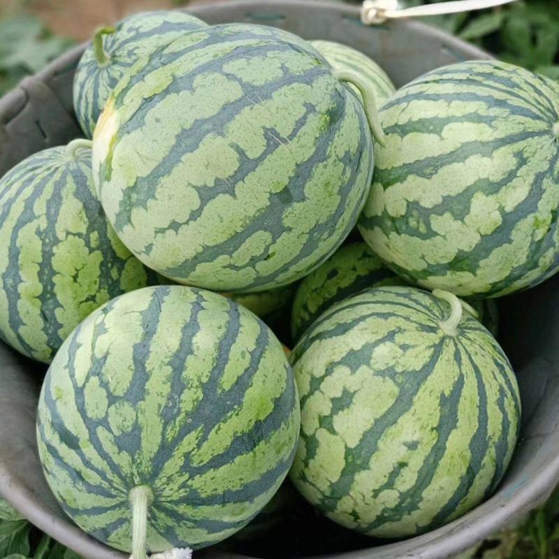 汇蔬果优F1西瓜种子口感好薄皮大果早熟高产商品性佳