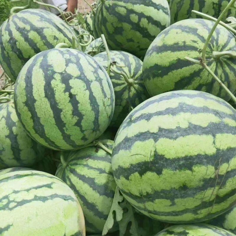汇蔬果优F1西瓜种子口感好薄皮大果早熟高产商品性佳