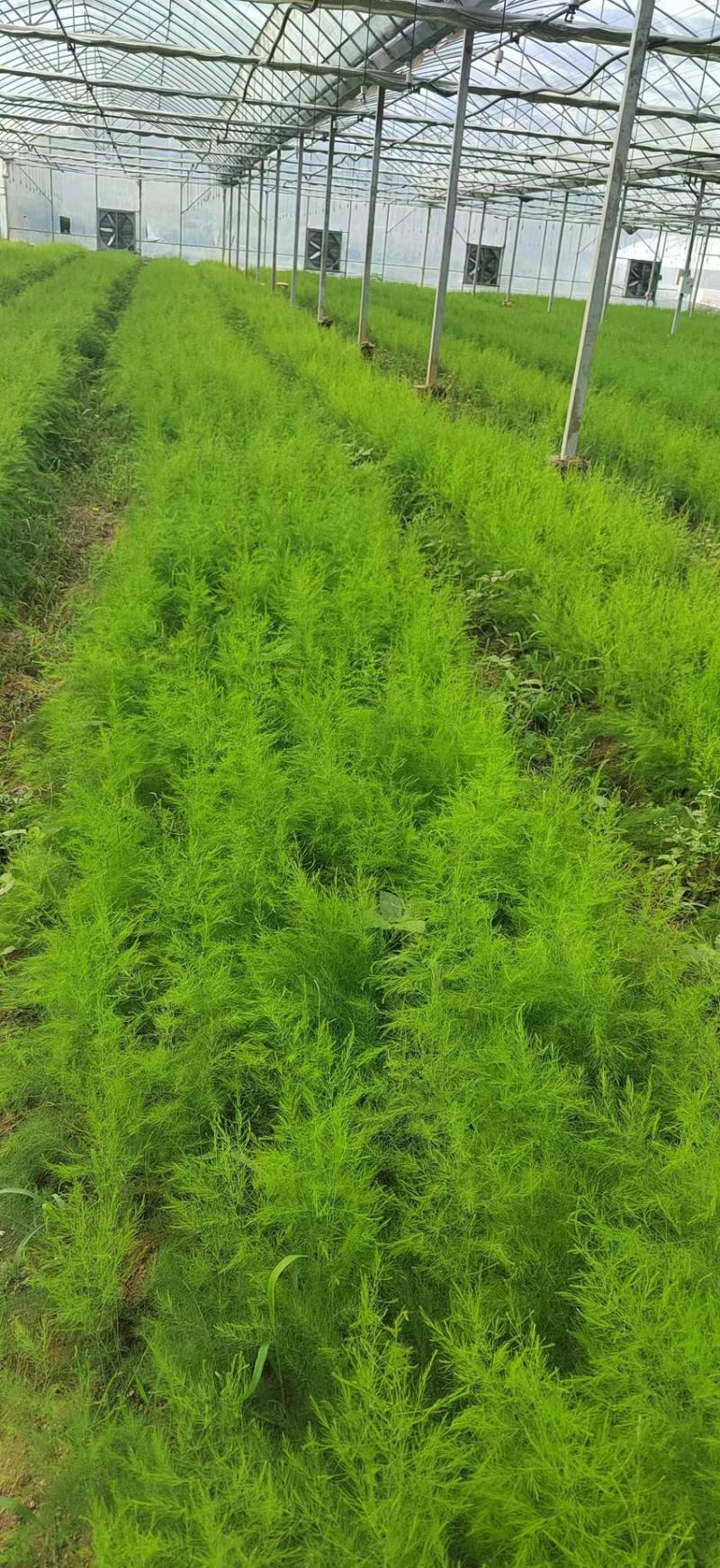 紫芦笋苗