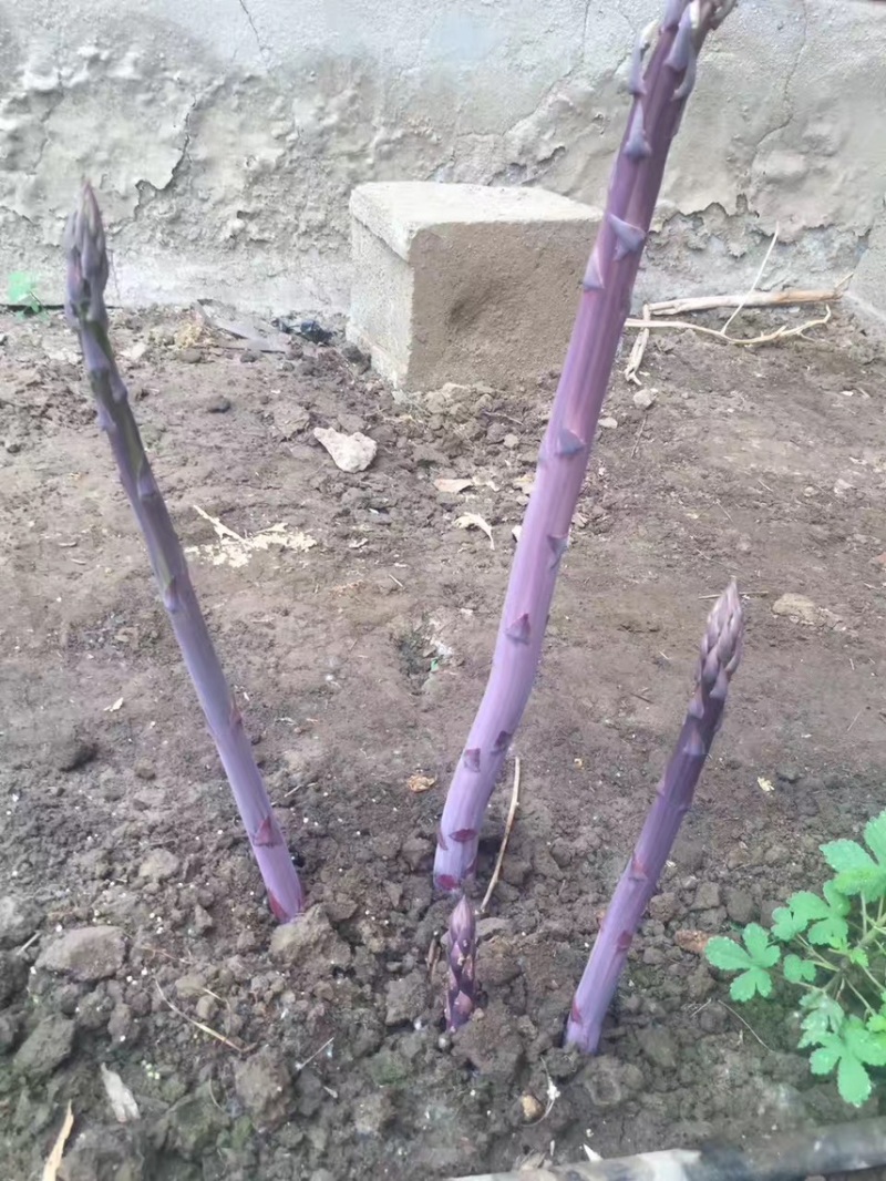 紫芦笋苗