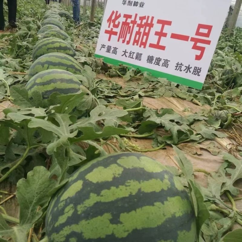 华耐甜王一号西瓜种子高产红瓤西瓜种籽肉质紧脆糖度高花皮