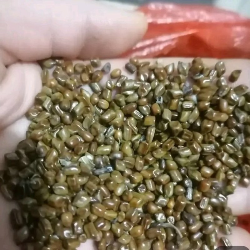 江西樟树自产决明子药不到樟树不灵。