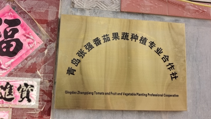 口感硬粉西红柿，中后期货，量大价格低迷