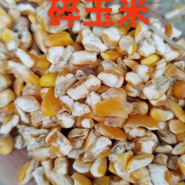 碎玉米，驻马店万里草业常年供应牛羊马草无土无霉变