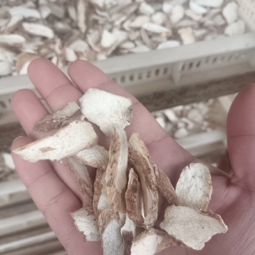 温县山药毛片