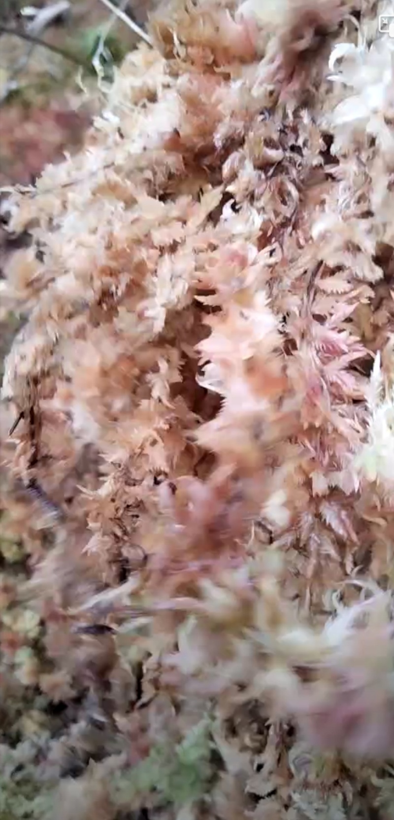 有大量的野生水苔批发有需要的老板联系，，
