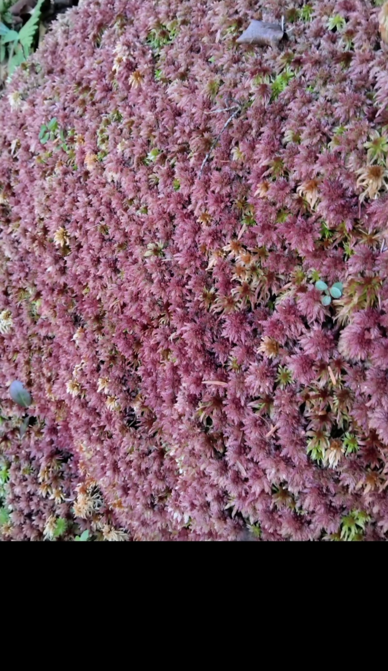 有大量的野生水苔批发有需要的老板联系，，