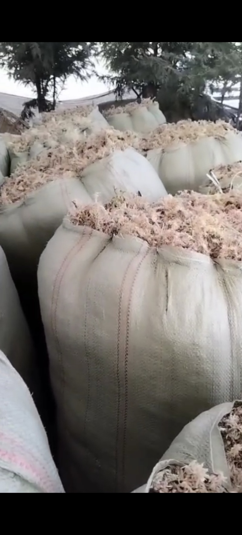 有大量的野生水苔批发有需要的老板联系，，