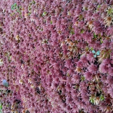 有大量的野生水苔批发有需要的老板联系，，