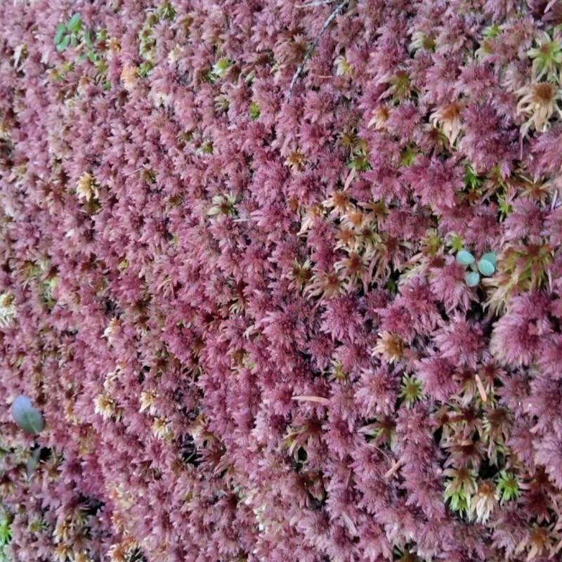 有大量的野生水苔批发有需要的老板联系，，