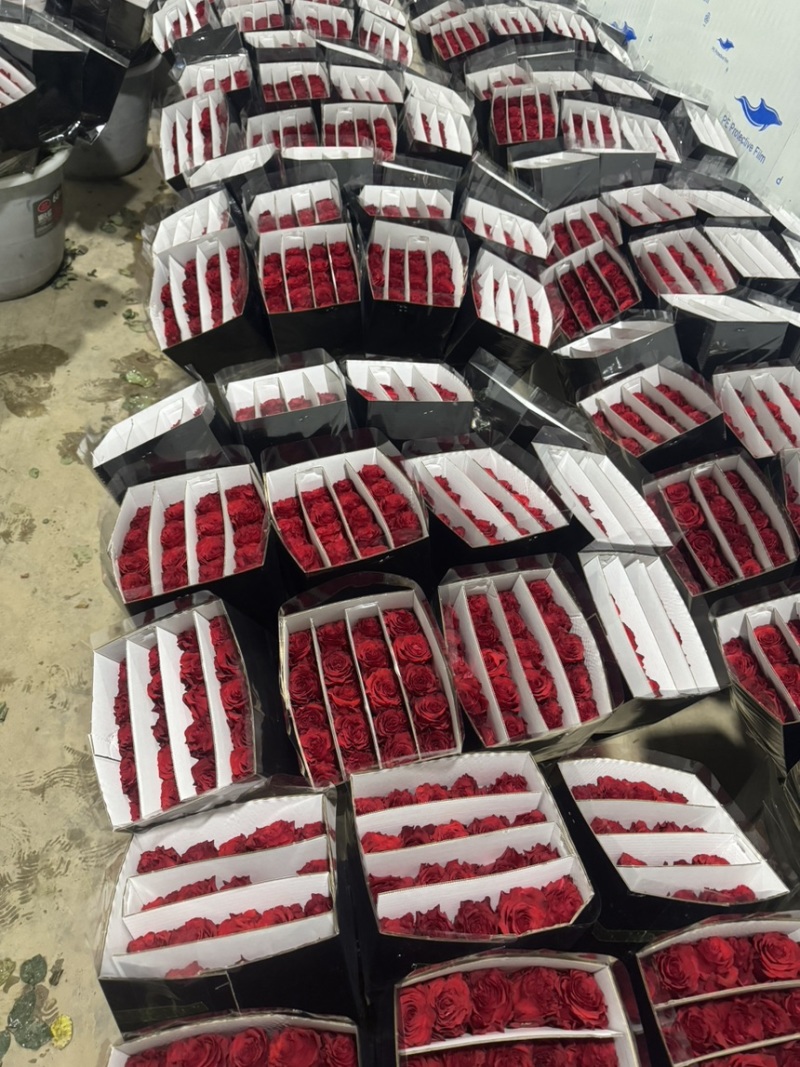 红色玫瑰花云南基地鲜花直批现采现发新鲜到家