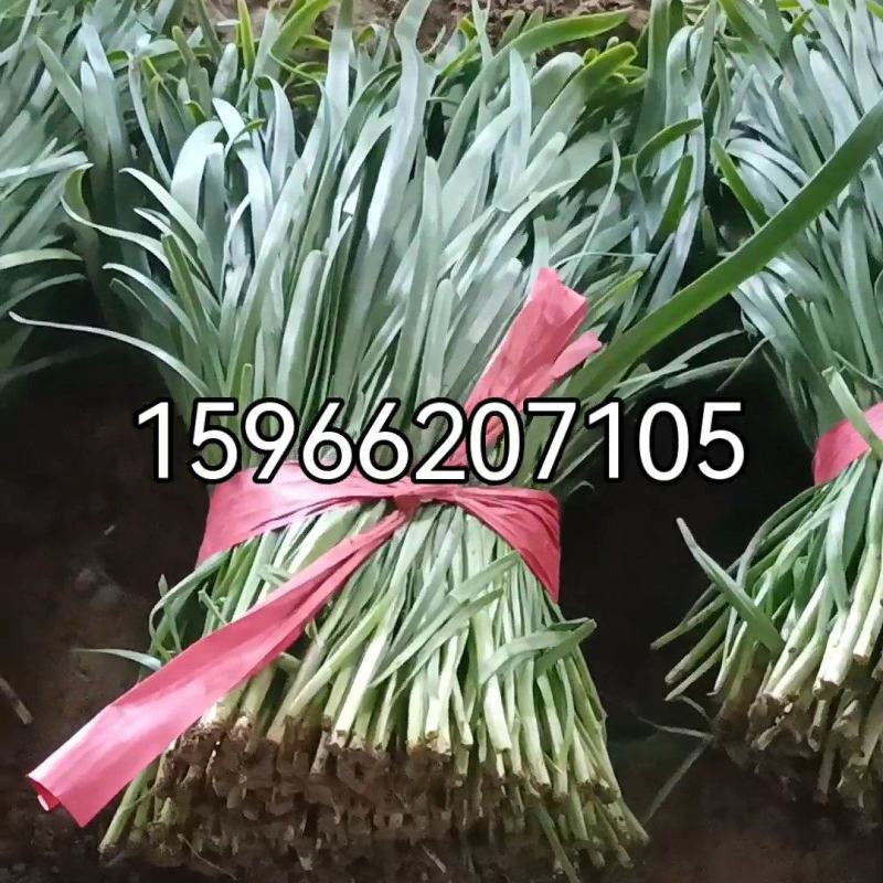 聊城绿安韭菜，可实地考察，一级精品韭菜，产地直发。