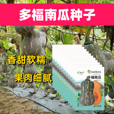 多福南瓜种子果肉细腻粉甜生育期约110天-120天