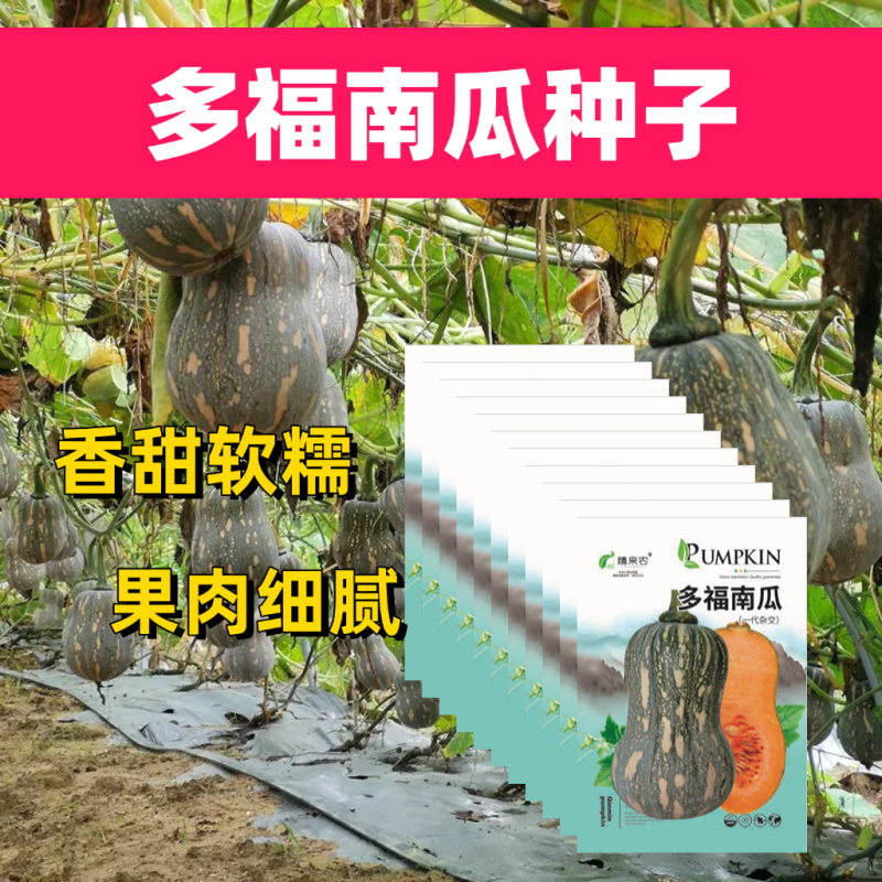 多福南瓜种子果肉细腻粉甜生育期约110天-120天