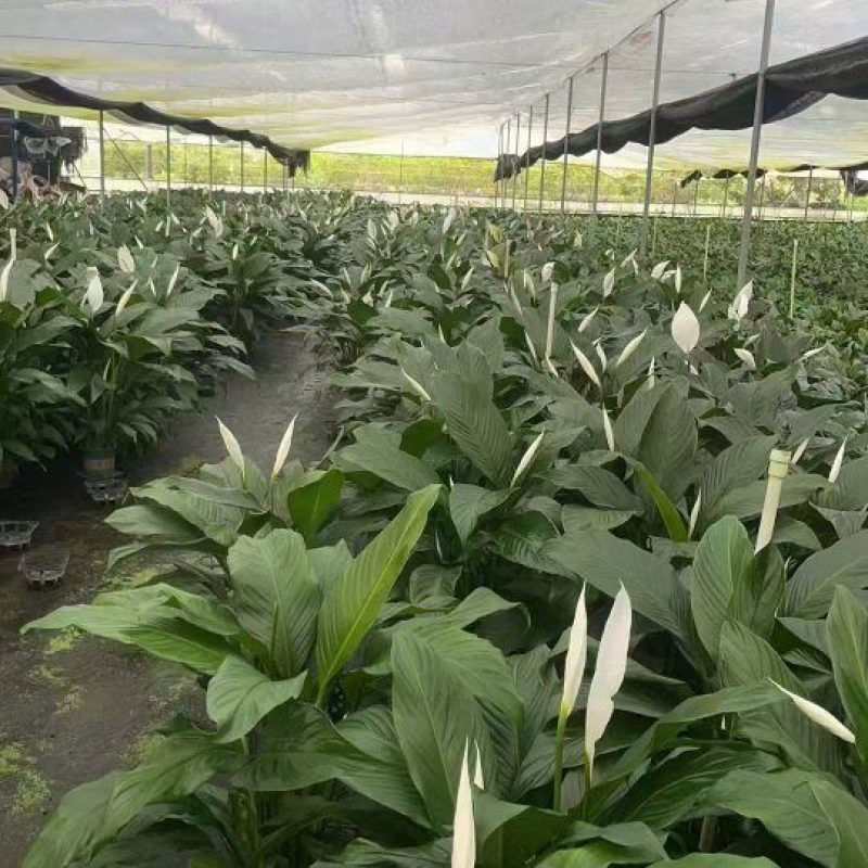 一帆风顺花卉绿植物盆栽水培白掌室内客厅摆放吸甲醛空气净化