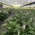 一帆风顺花卉绿植物盆栽水培白掌室内客厅摆放吸甲醛空气净化