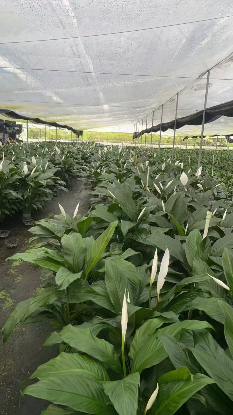一帆风顺花卉绿植物盆栽水培白掌室内客厅摆放吸甲醛空气净化