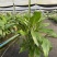 一帆风顺花卉绿植物盆栽水培白掌室内客厅摆放吸甲醛空气净化