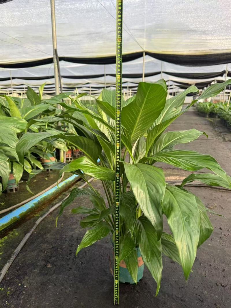一帆风顺花卉绿植物盆栽水培白掌室内客厅摆放吸甲醛空气净化