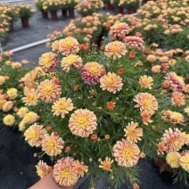 玛格丽特冠幅饱满花多花苞多，，24盆/件，持续供