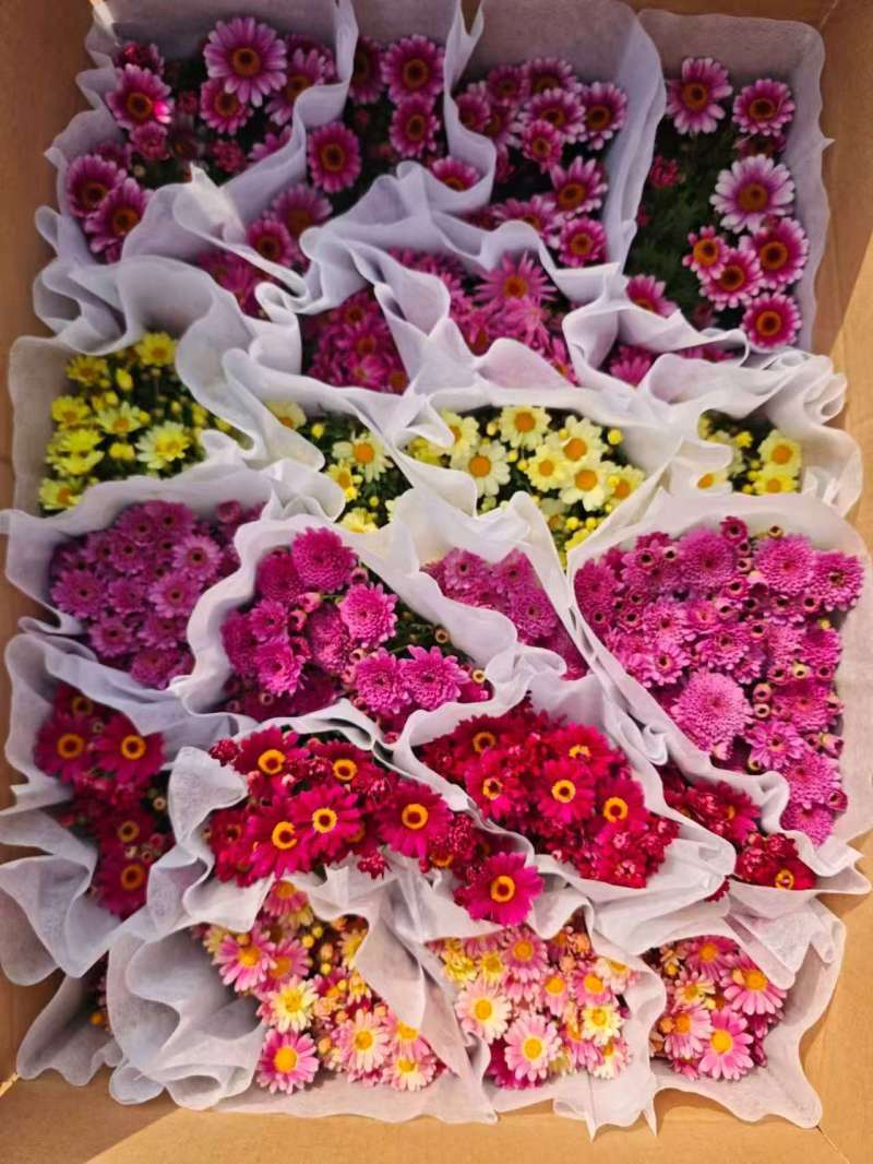 玛格丽特冠幅饱满花多花苞多，，24盆/件，持续供
