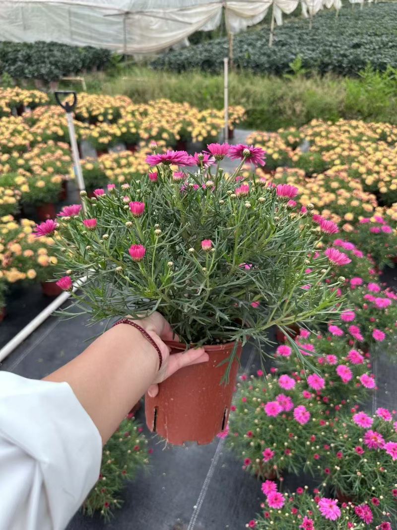 玛格丽特冠幅饱满花多花苞多，，24盆/件，持续供