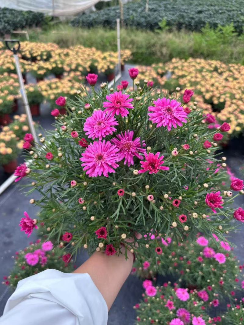 玛格丽特冠幅饱满花多花苞多，，24盆/件，持续供