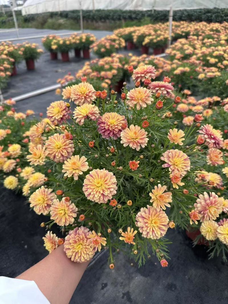 玛格丽特冠幅饱满花多花苞多，，24盆/件，持续供