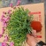 玛格丽特冠幅饱满花多花苞多，，24盆/件，持续供