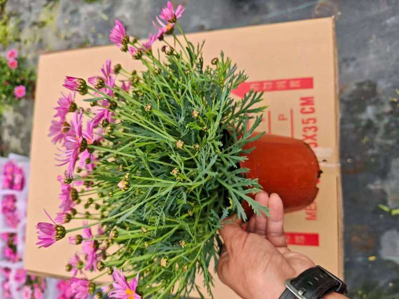 玛格丽特冠幅饱满花多花苞多，，24盆/件，持续供