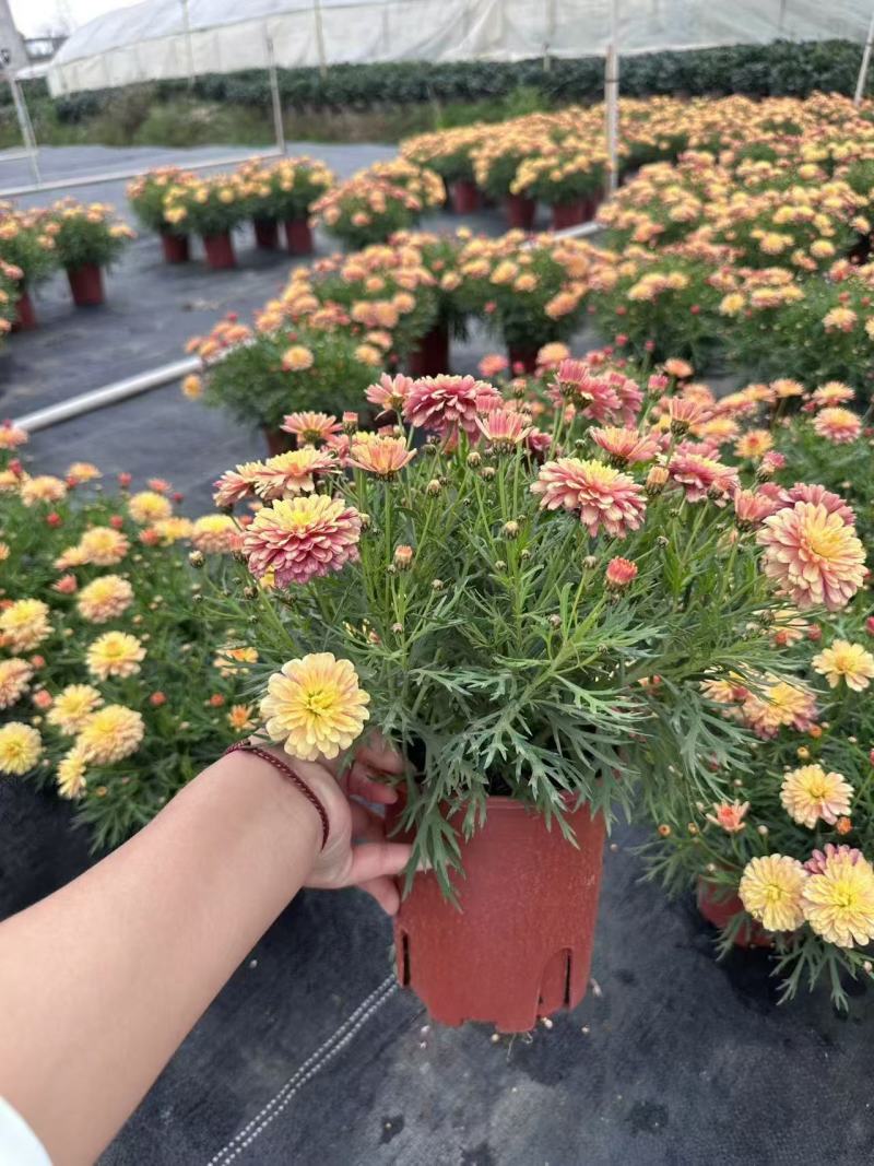 玛格丽特冠幅饱满花多花苞多，，24盆/件，持续供