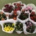 150#多彩荷兰菊品种丰富色泽艳丽默认随机混装