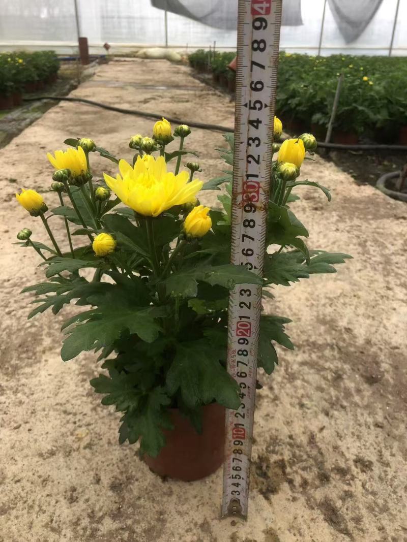 150#多彩荷兰菊品种丰富色泽艳丽默认随机混装