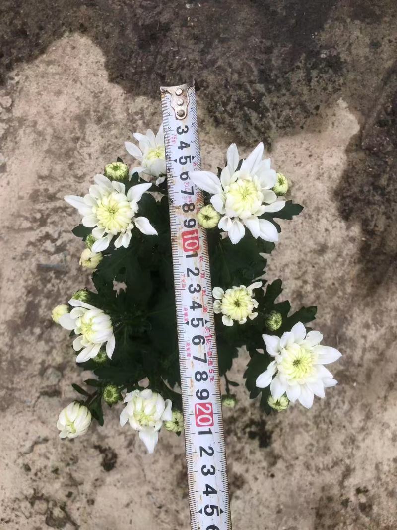 150#多彩荷兰菊品种丰富色泽艳丽默认随机混装