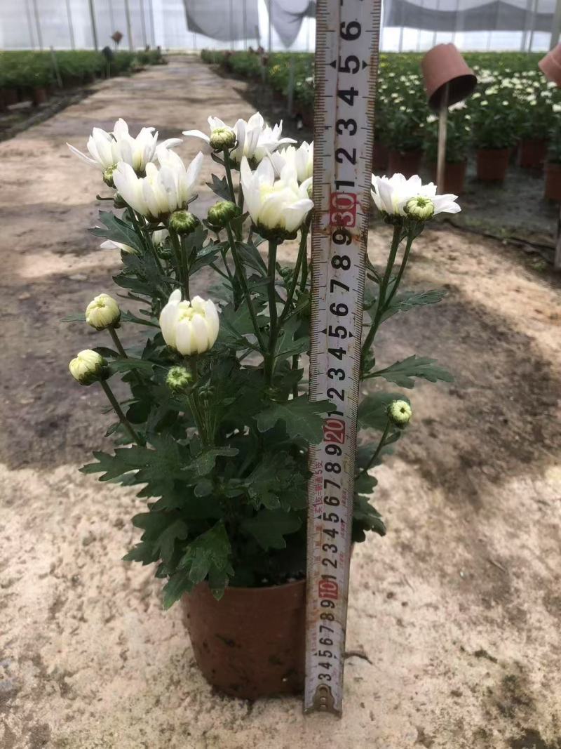 150#多彩荷兰菊品种丰富色泽艳丽默认随机混装