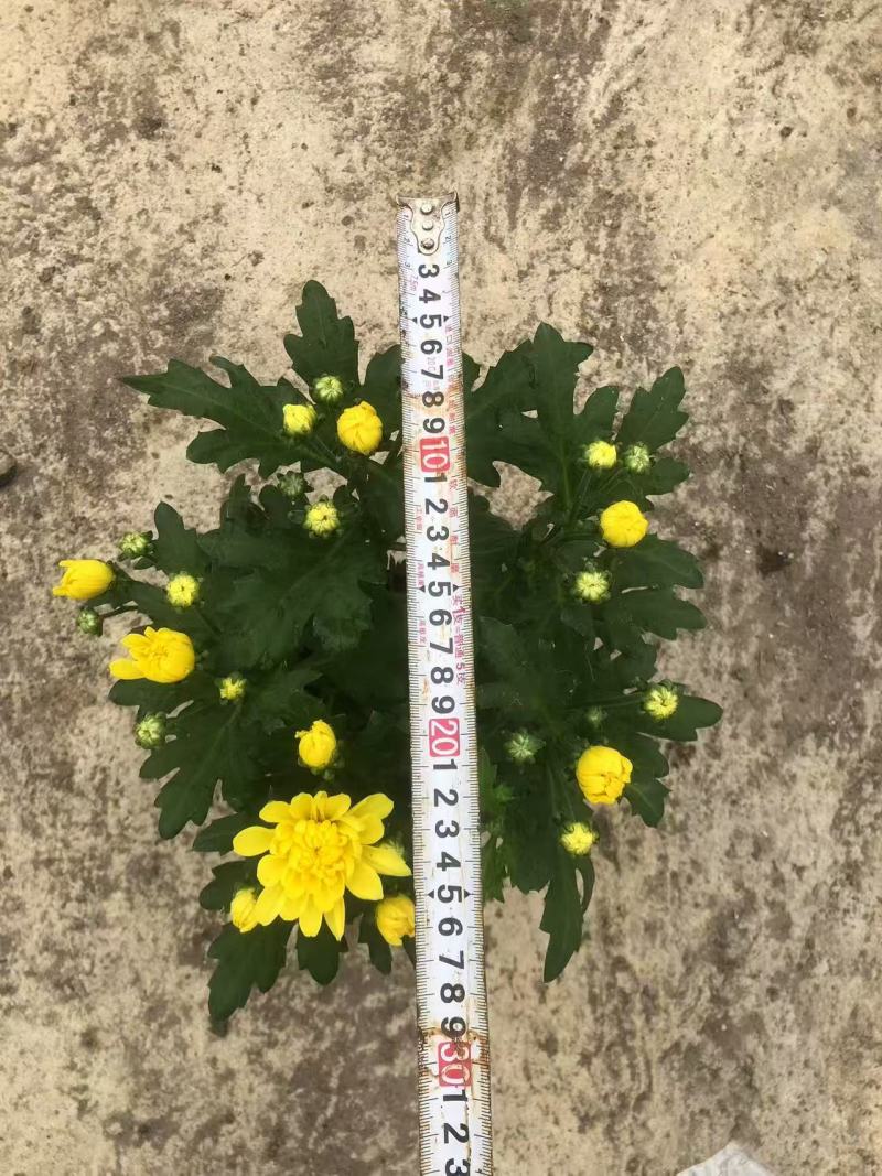 150#多彩荷兰菊品种丰富色泽艳丽默认随机混装