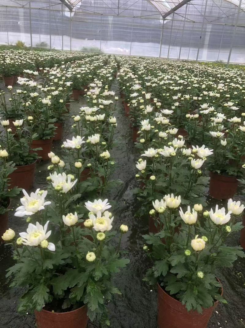 150#多彩荷兰菊品种丰富色泽艳丽默认随机混装