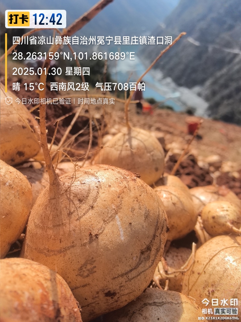 水果小土瓜