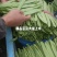商河芸豆，大蒜，蒜薹