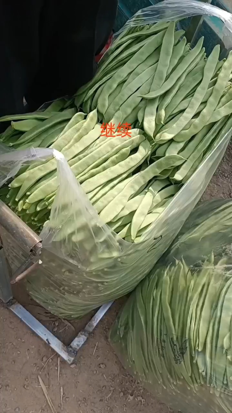 商河芸豆，大蒜，蒜薹