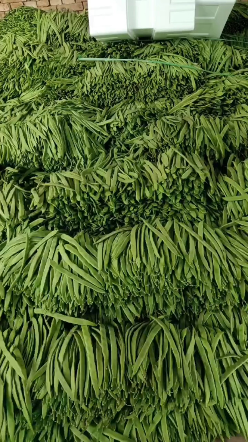 商河芸豆，大蒜，蒜薹